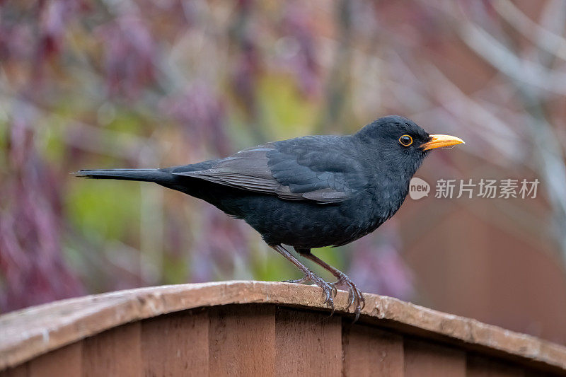 黑鸟（Turdus merula）